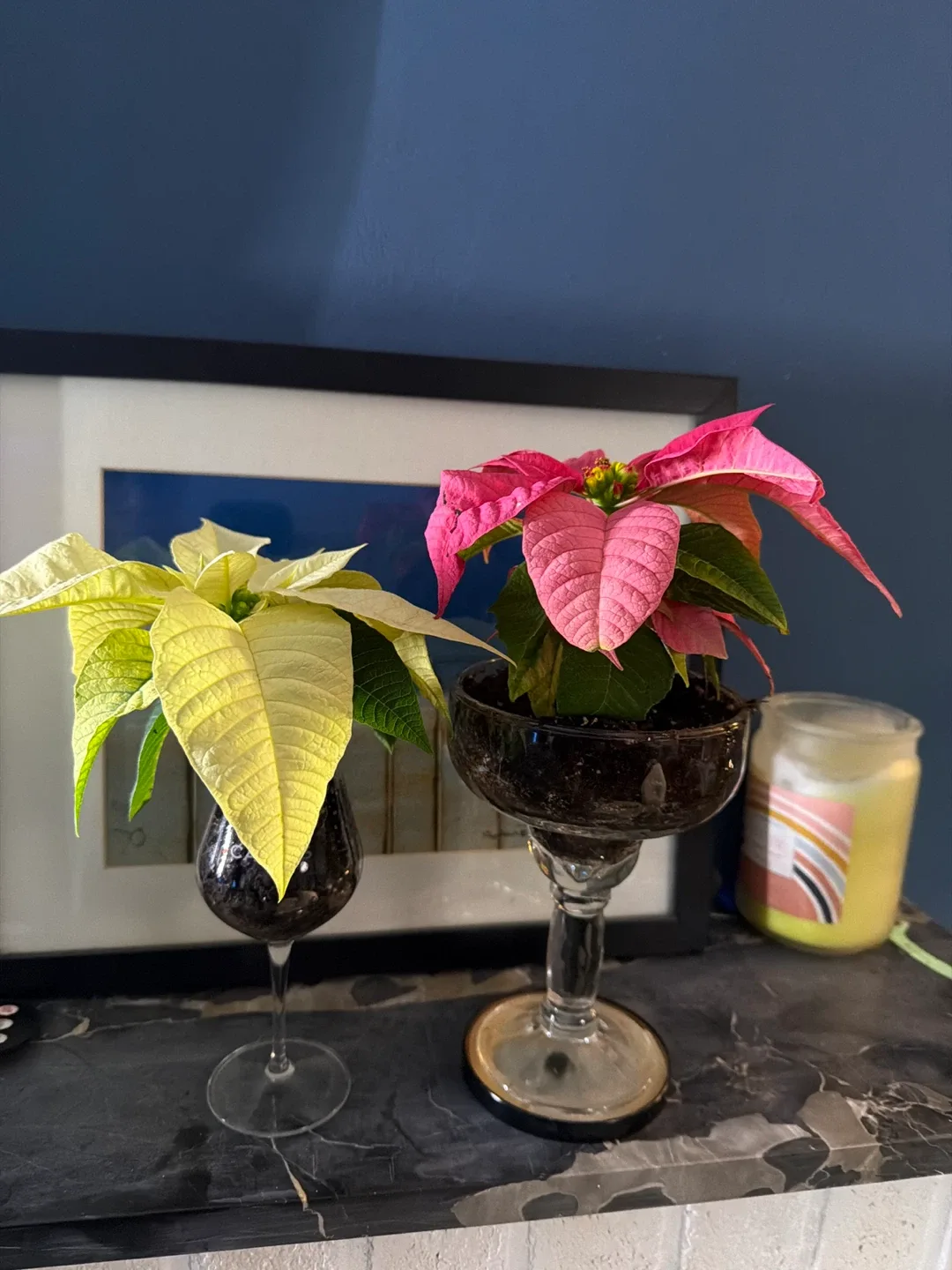 Red and white poinsettias in glasses