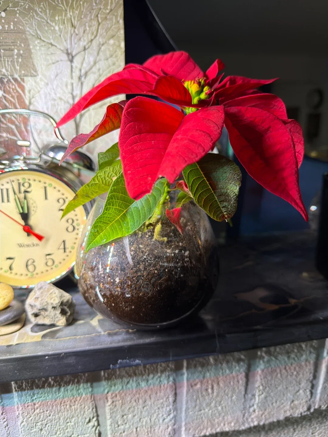 Poinsettia Plant in Brandy glass