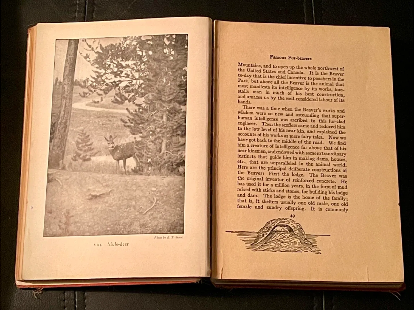 #cleanout Wild Animals At Home by Ernest Thompson Seton image indicator(4)