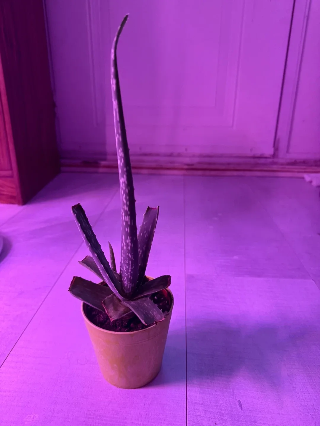 Potted Aloe Vera Plant