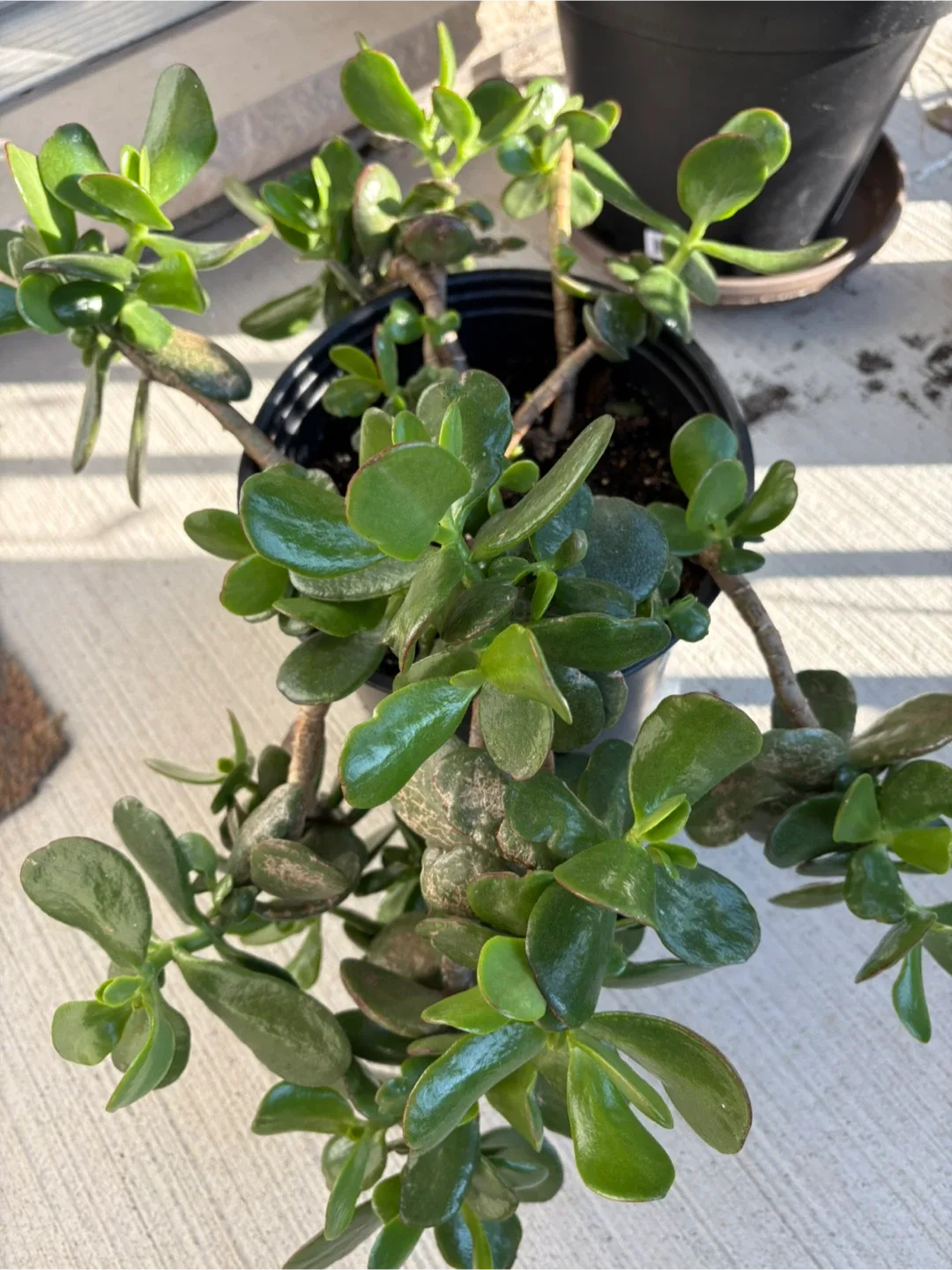 Jade Plant image indicator(3)