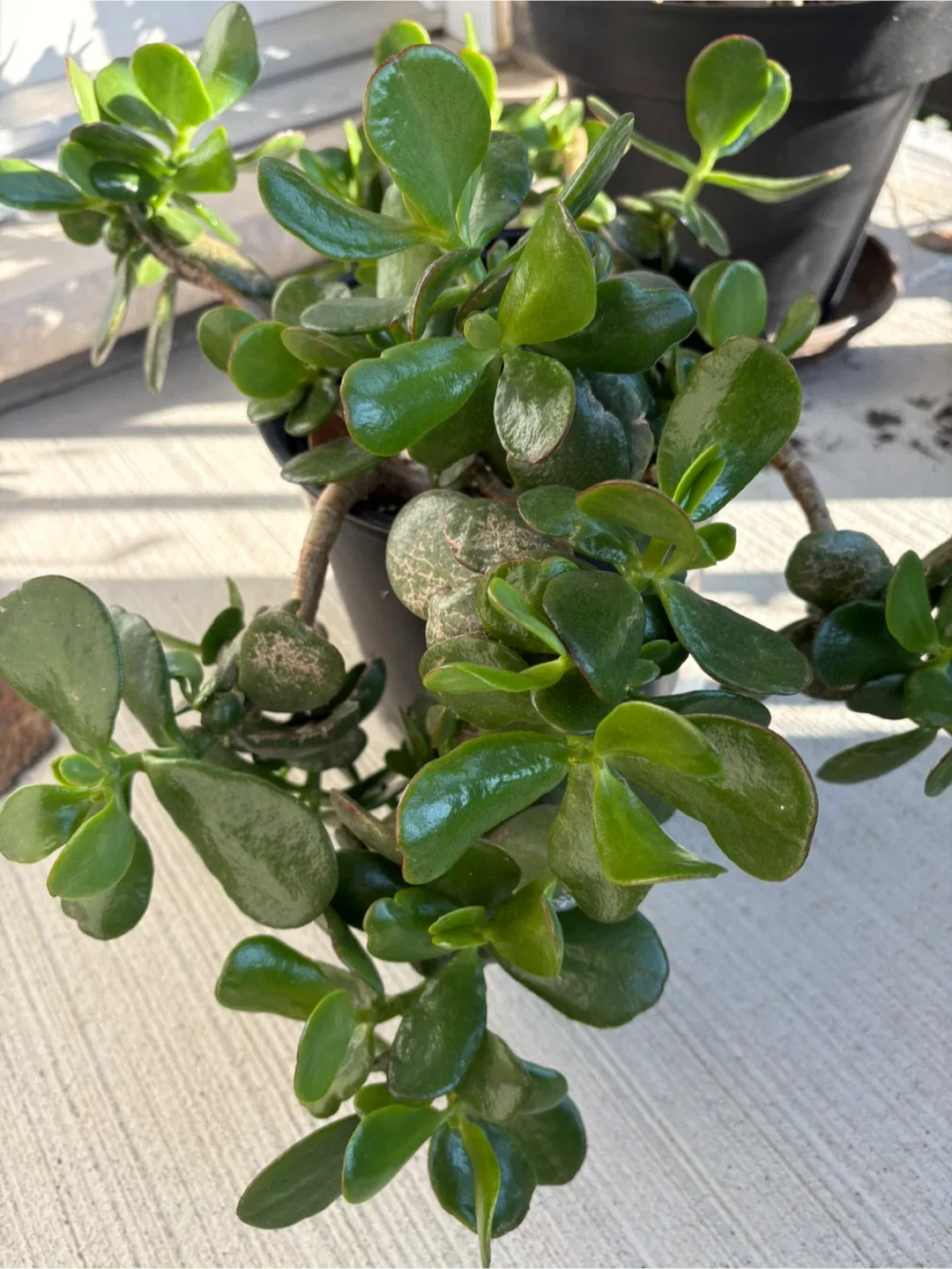 Jade Plant
