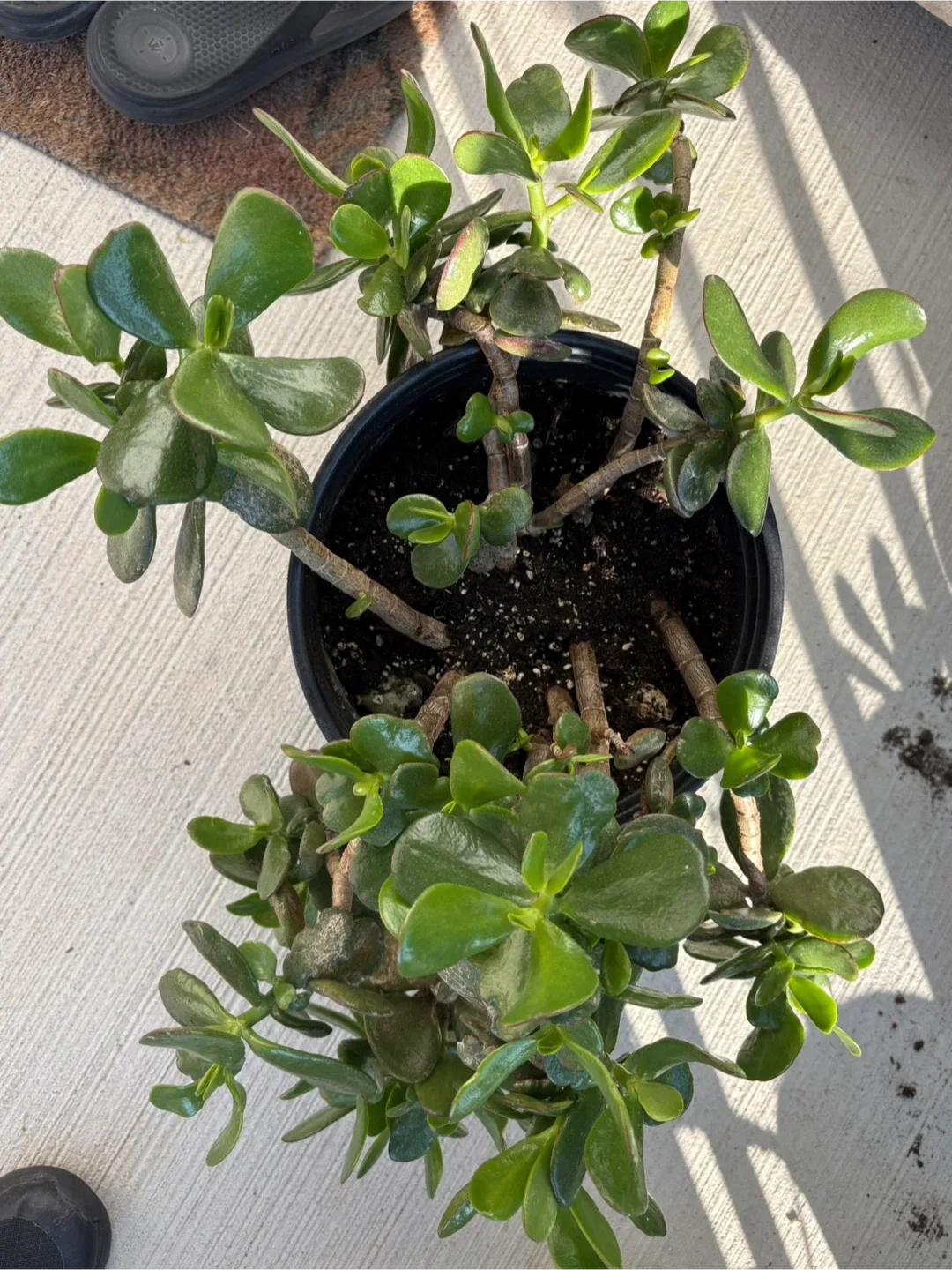 Jade Plant image indicator(2)