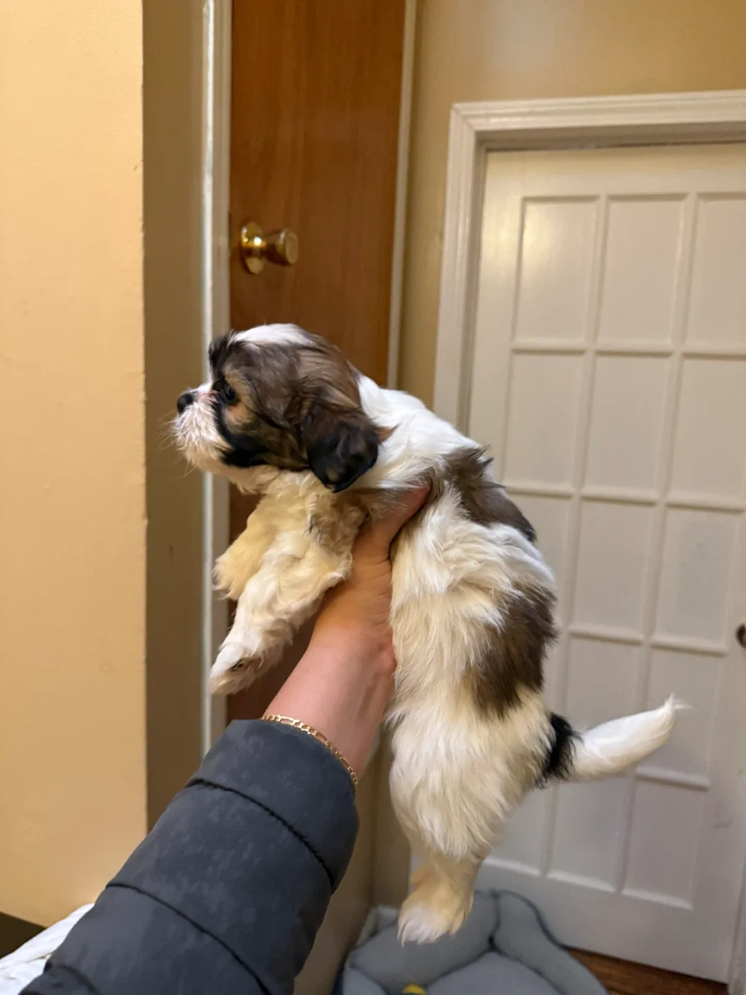 Se busca hogar image indicator(5)