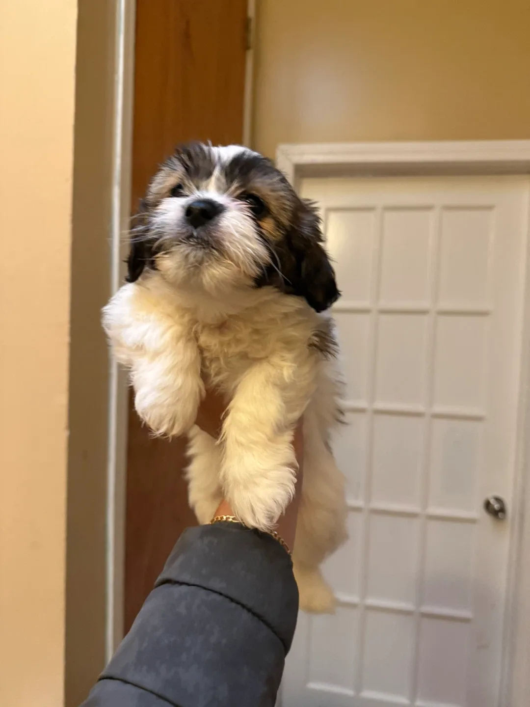 Se busca hogar image indicator(2)