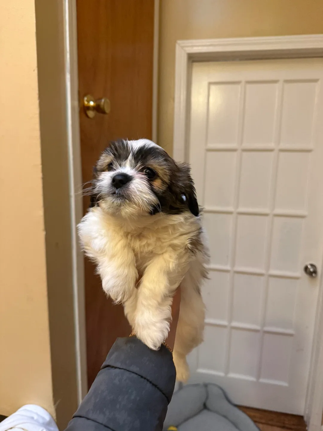 Se busca hogar image indicator(3)