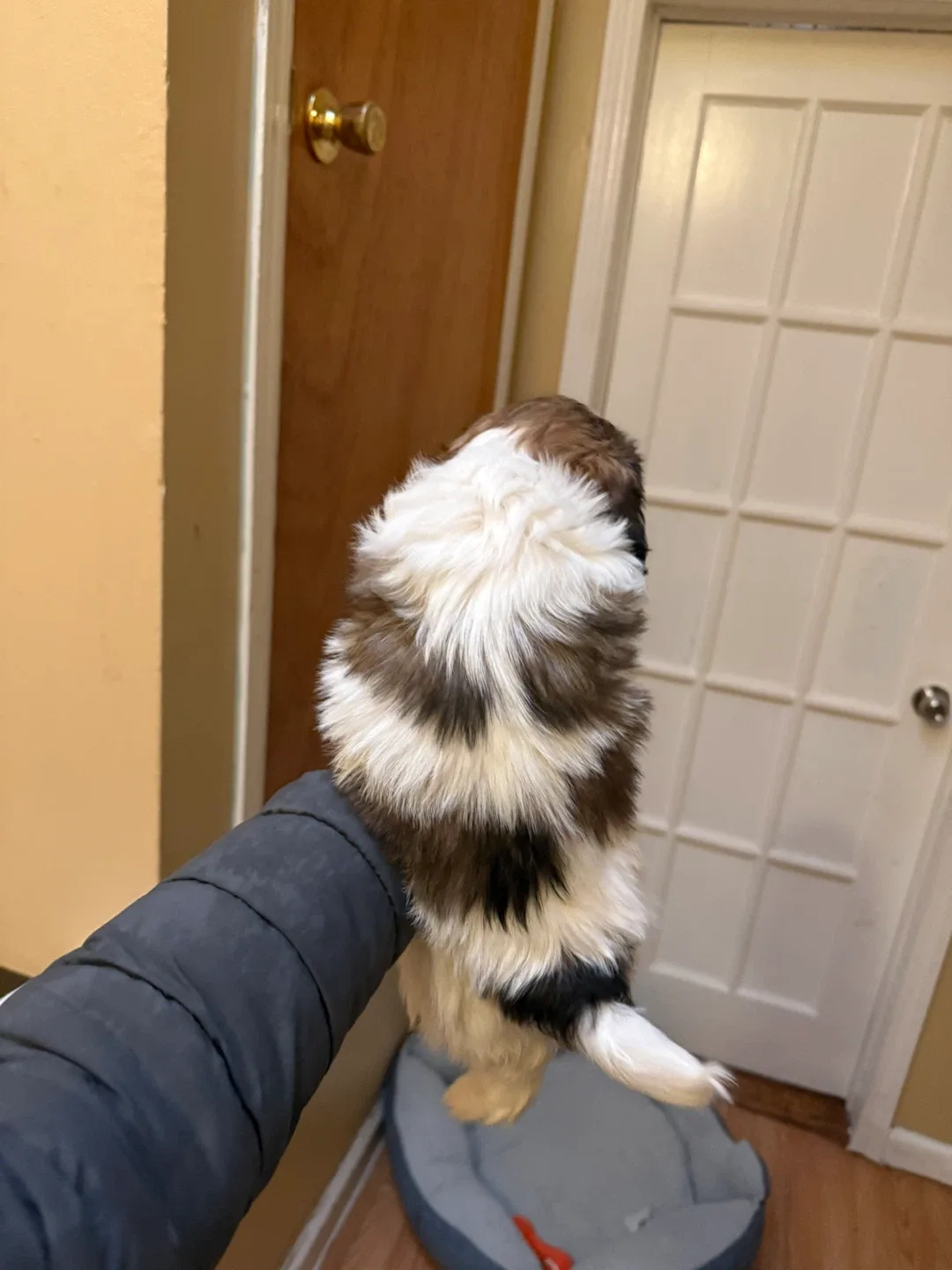 Se busca hogar image indicator(6)