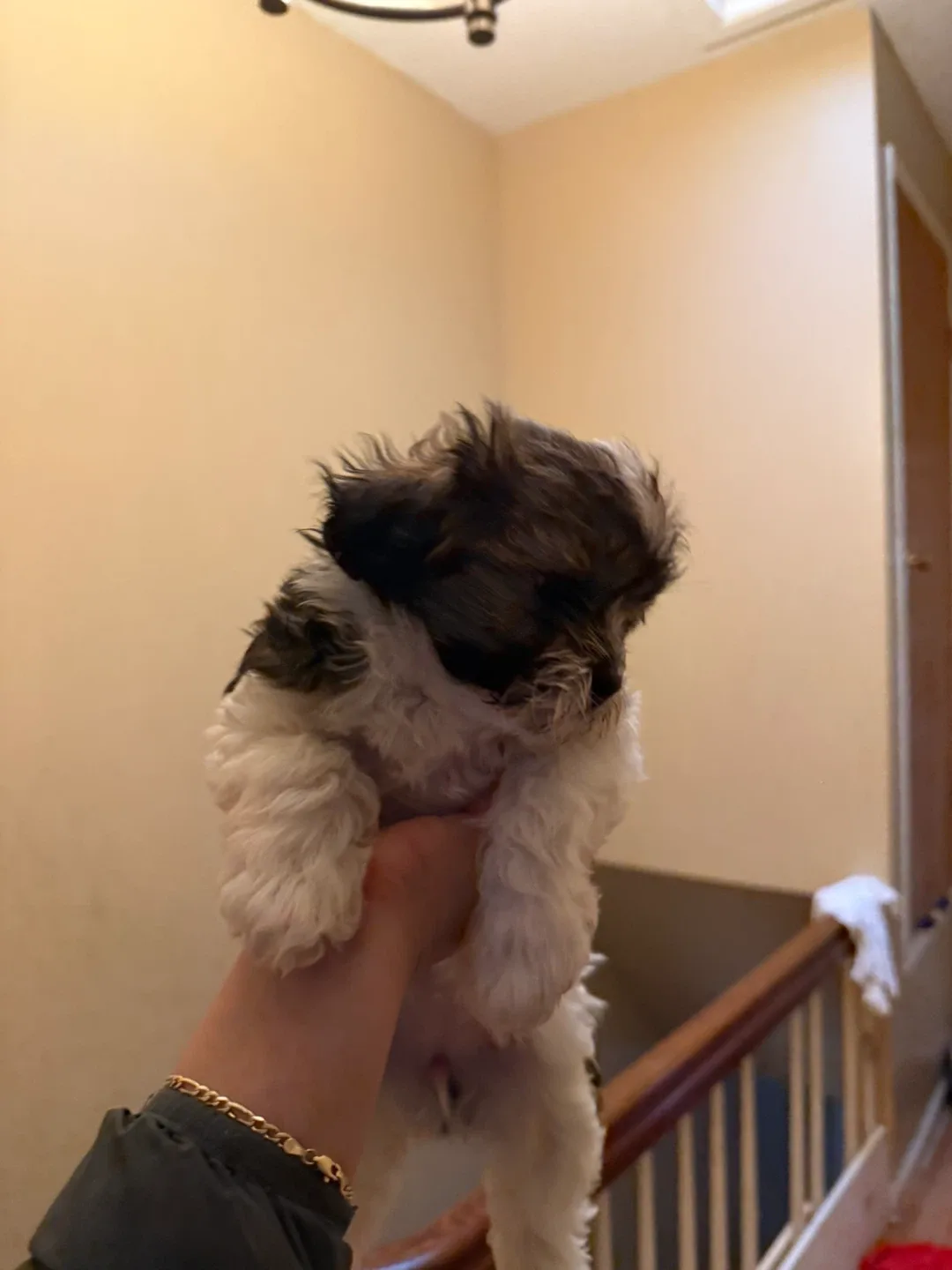 Se busca hogar image indicator(8)