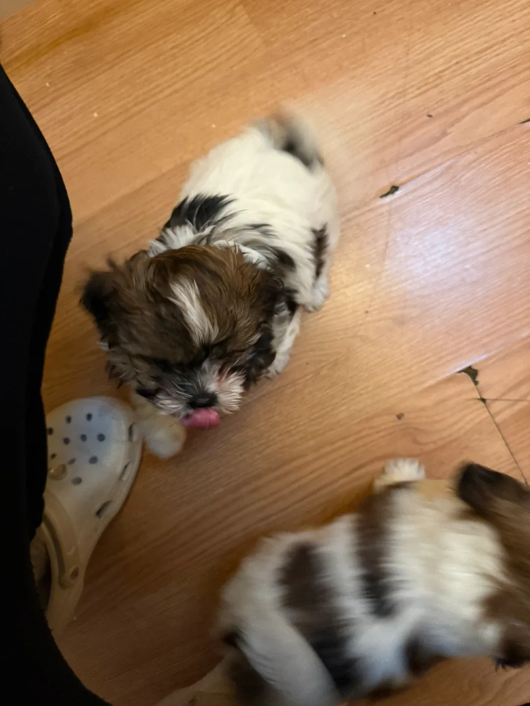 Se busca hogar image indicator(7)