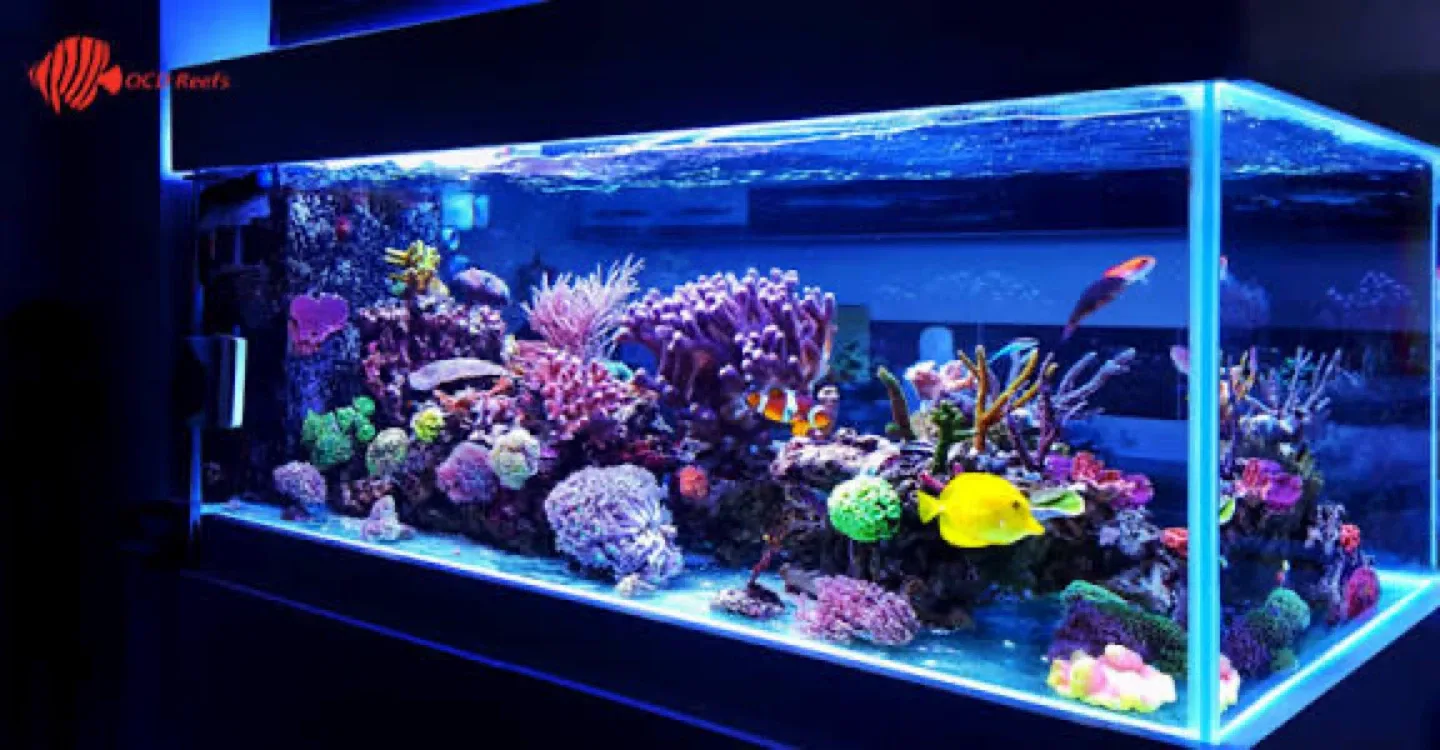 Large 75 Gallon Aquarium/Terrarium with Light image indicator(8)