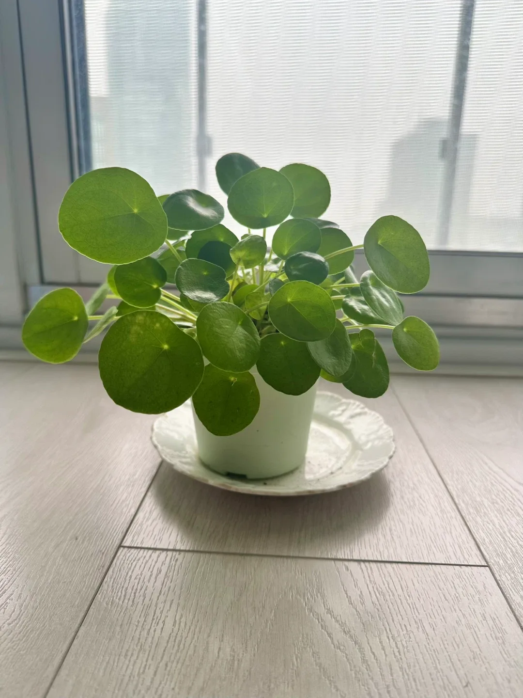 Chinese money plant