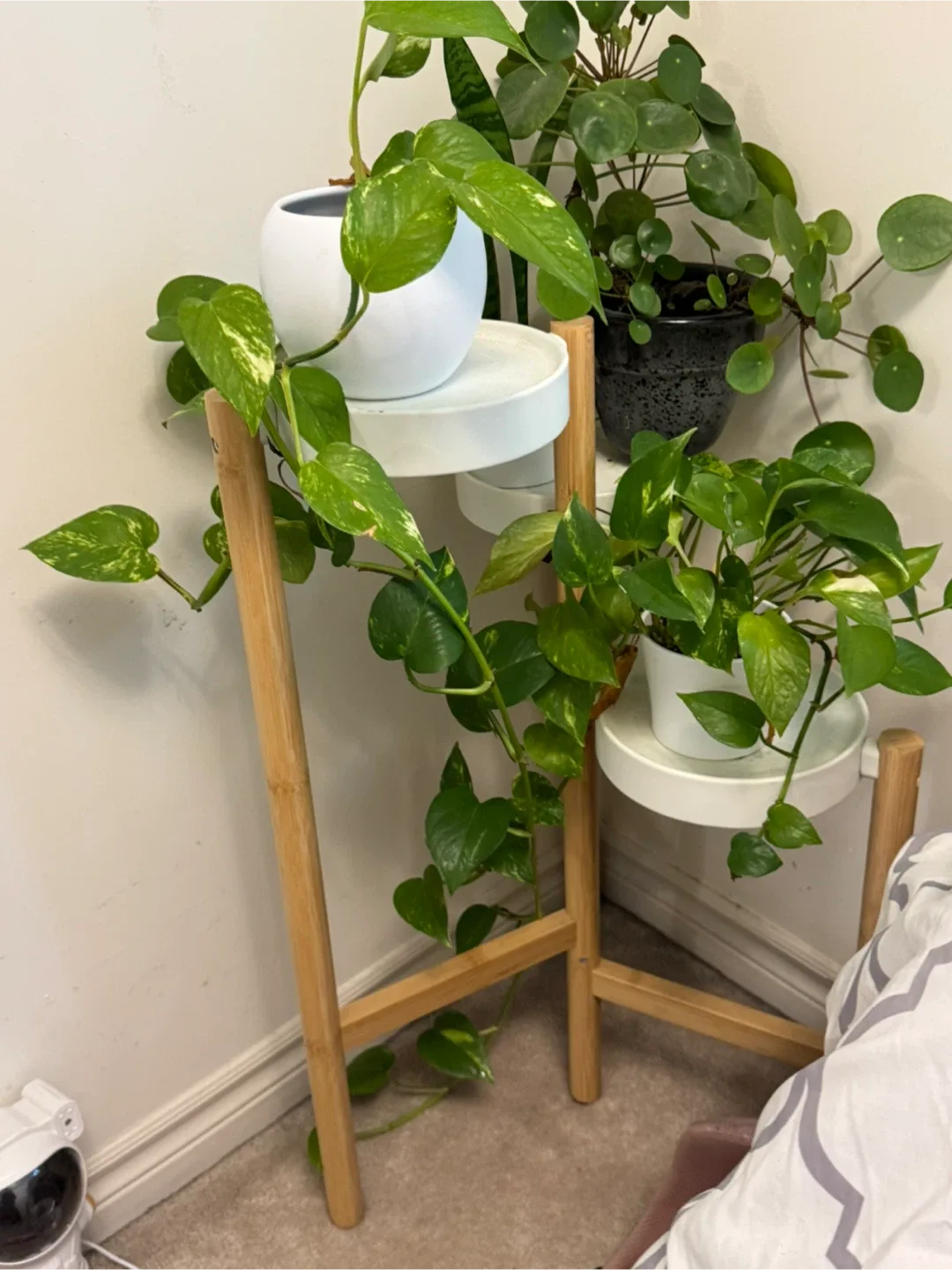 Tiered Plant Stand + plants