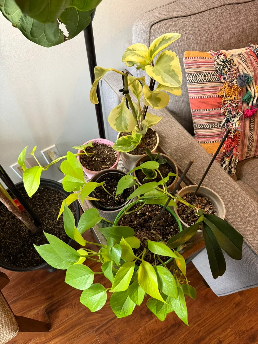 Plants for sale!