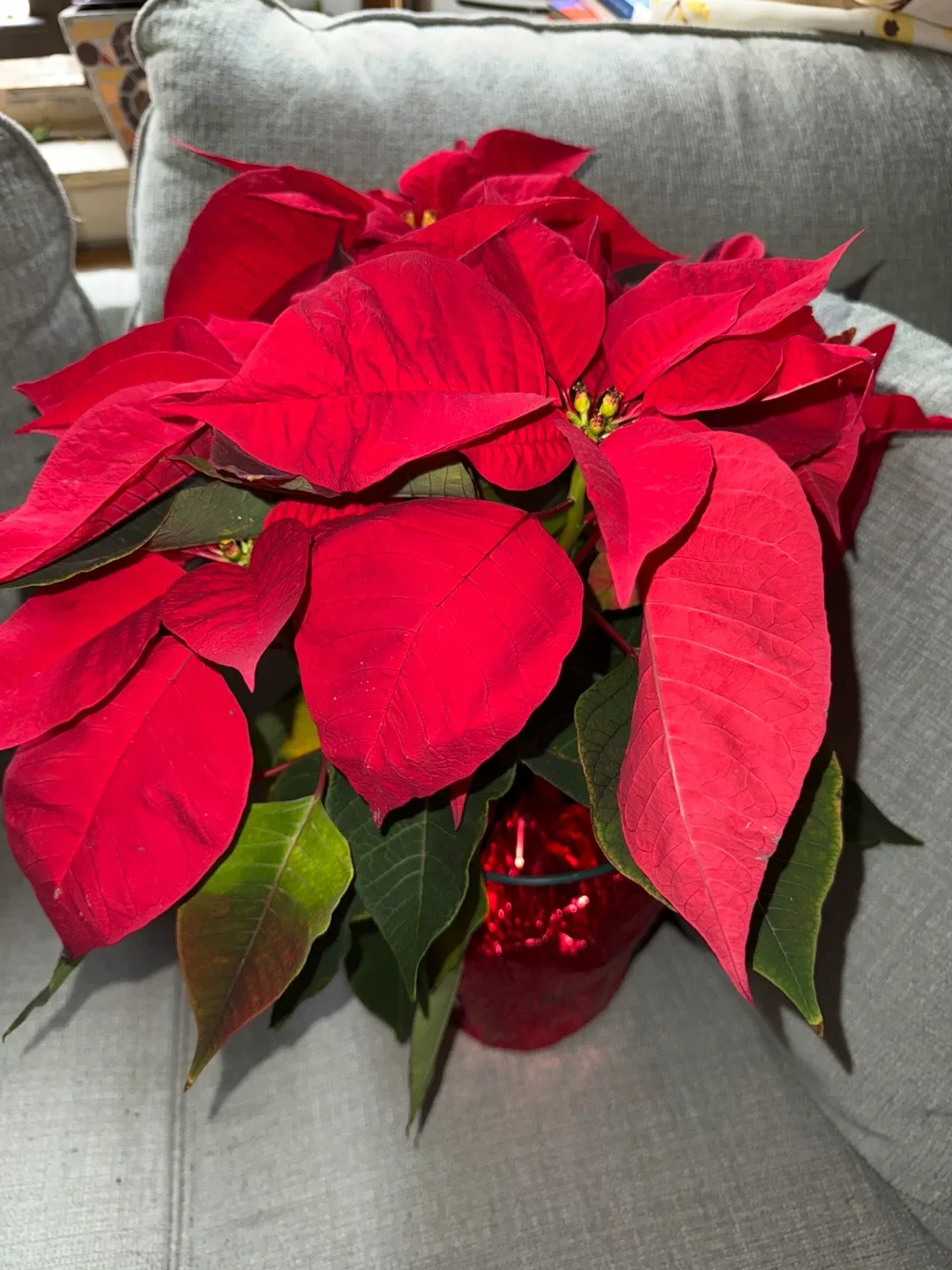 #cleanout Poinsettia Plant in Red Pot