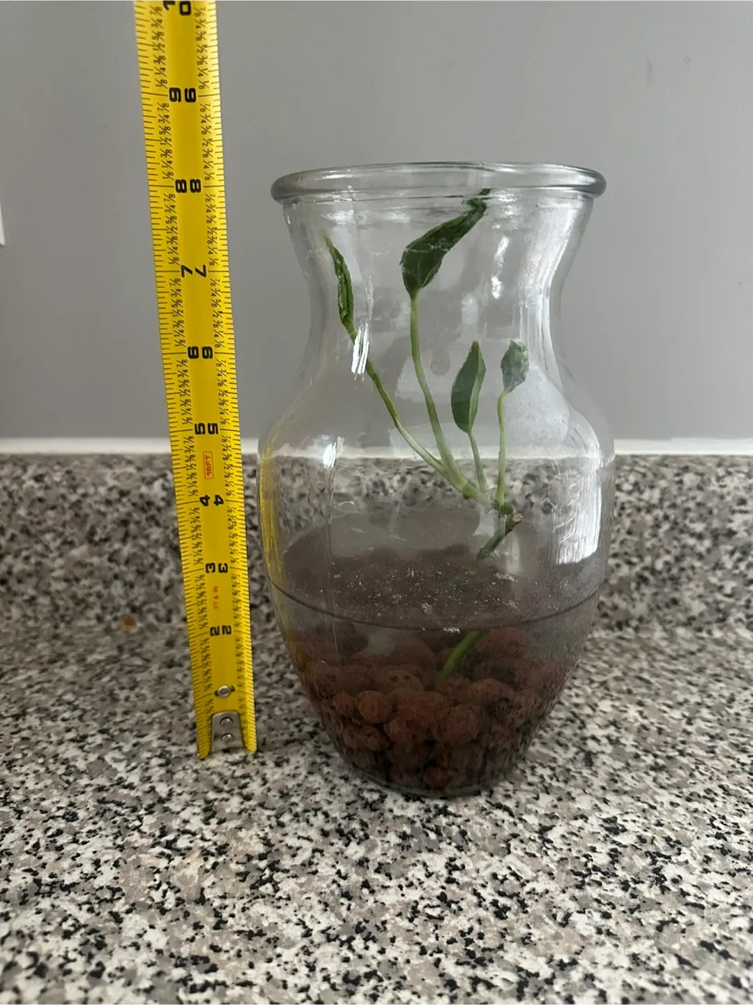 Curling Potho Cuttings in Glass Vase