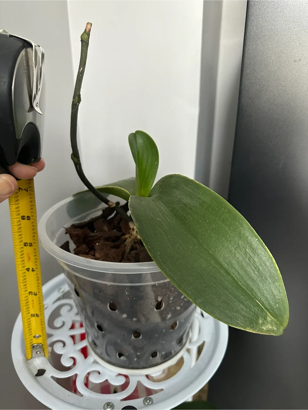 Potted Orchid Plant