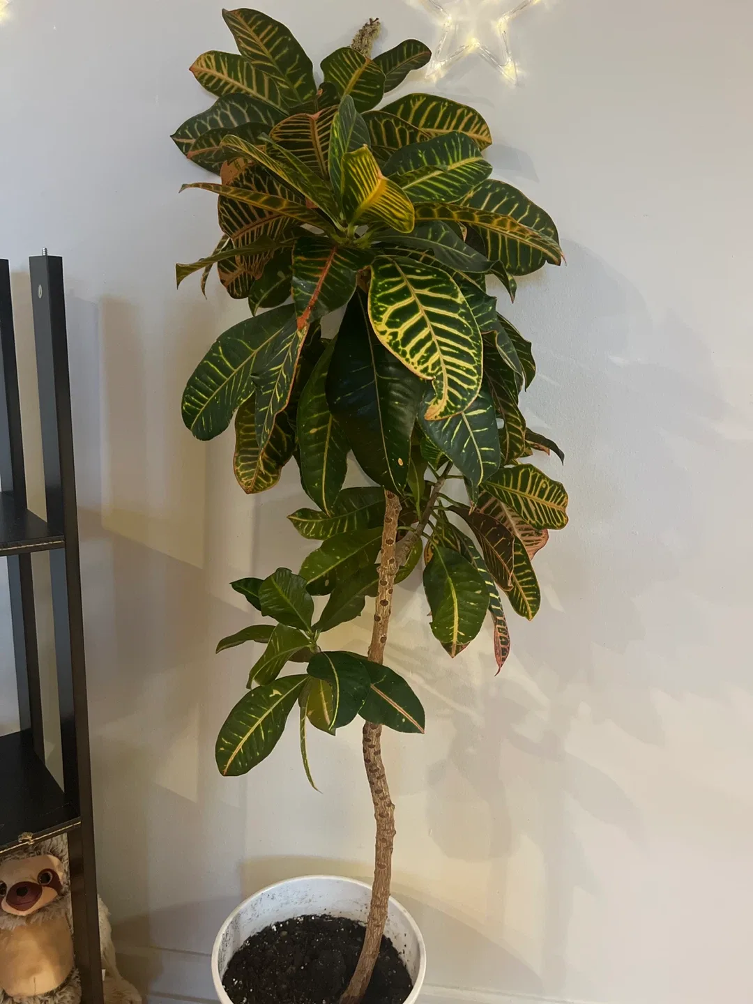 Croton Plant about 4+ feet height