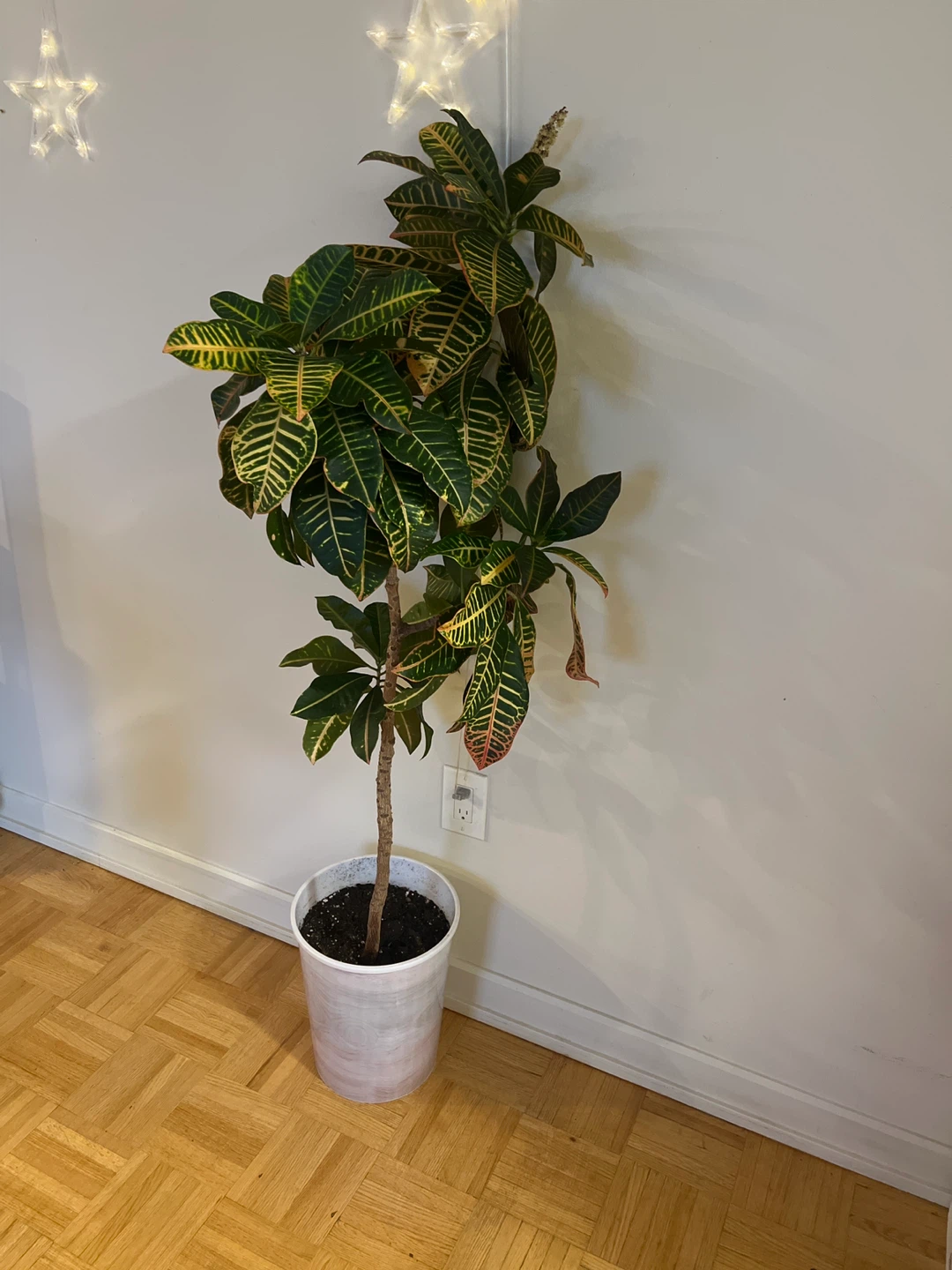 Croton Plant about 4+ feet height - photo 2
