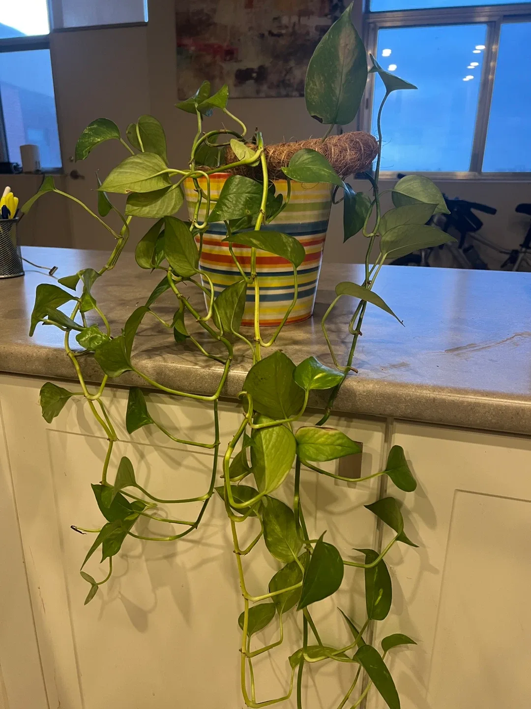 Pothos Plant in Striped Pot