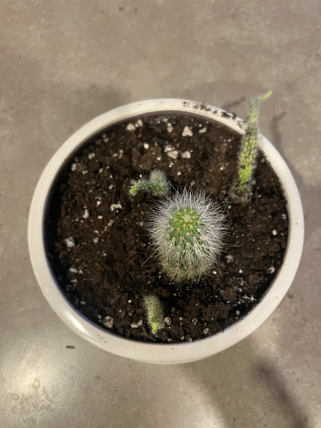 Cactus in Decorative White Pot image indicator(2)