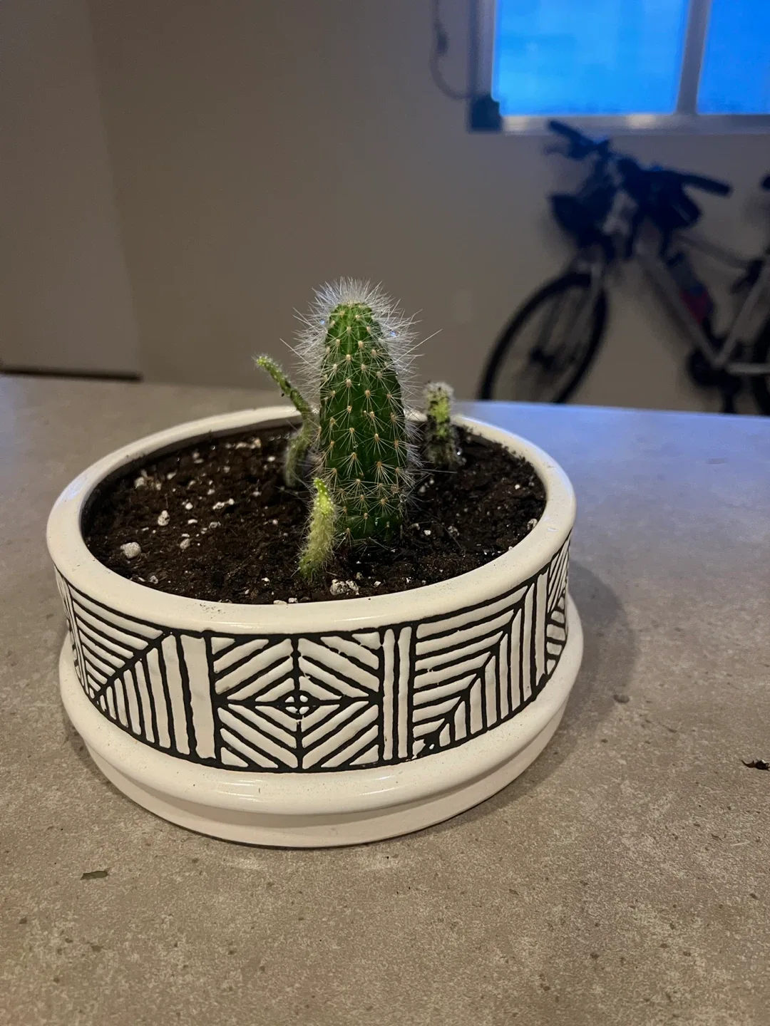 Cactus in Decorative White Pot