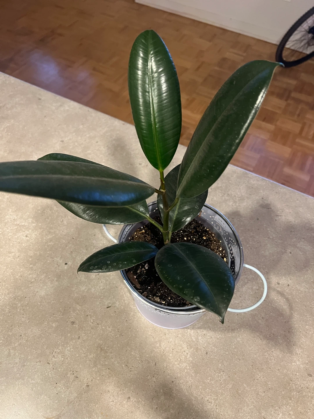 Ficus Elastica Plant - photo 2
