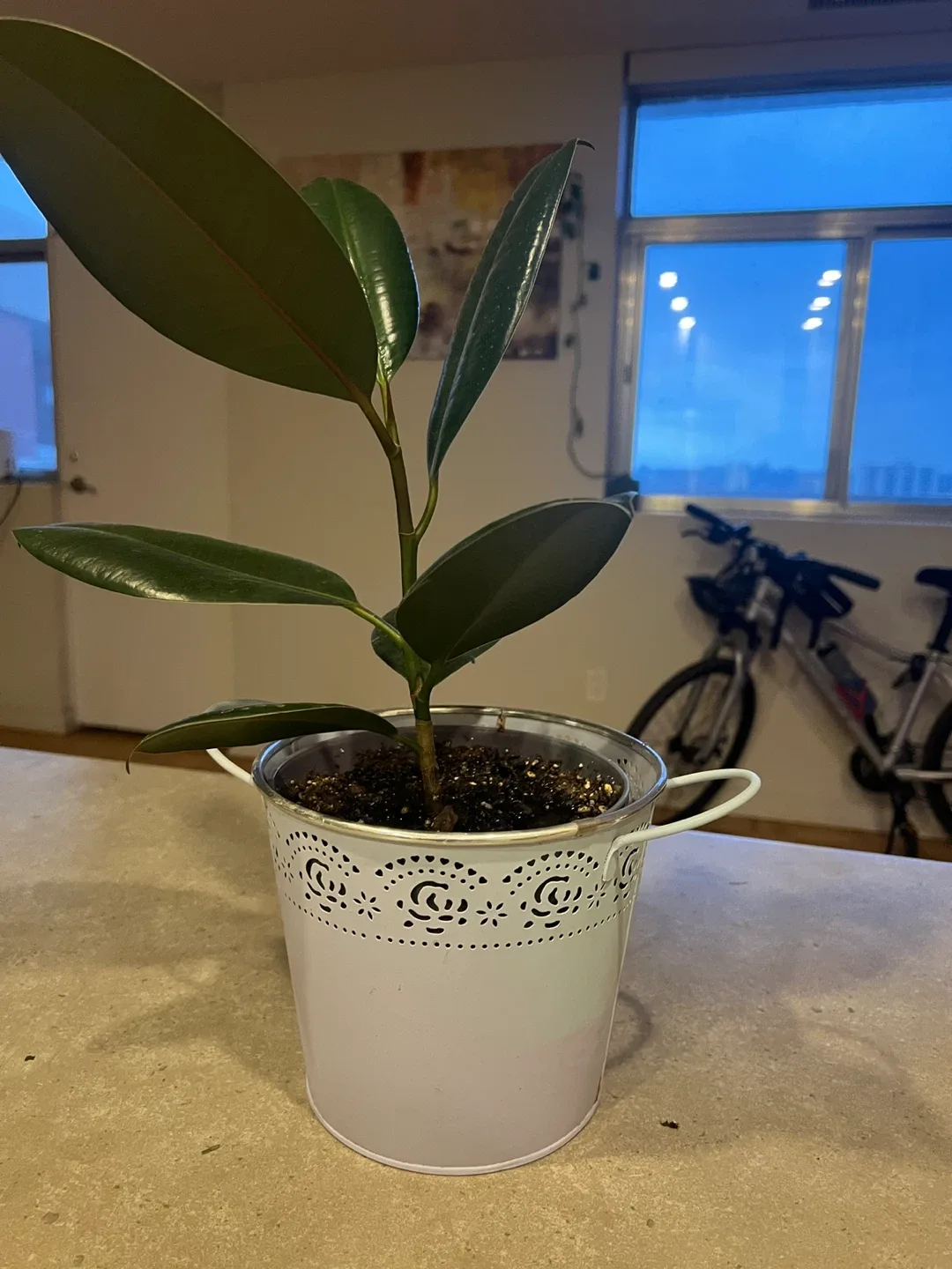 Ficus Elastica Plant
