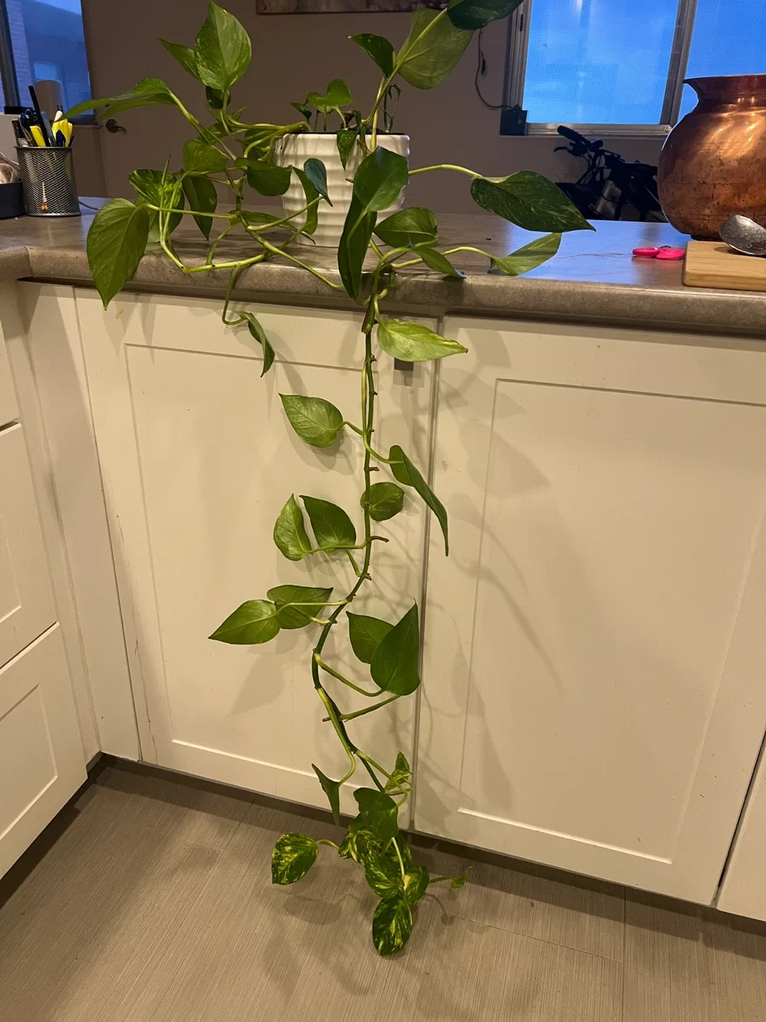 Pothos Plant