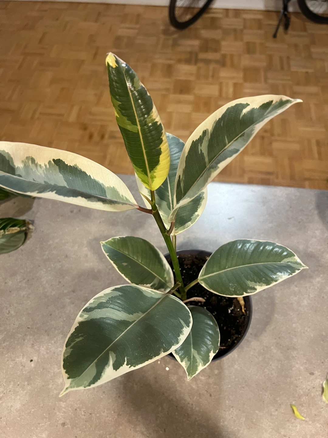 Ficus Elastica Variegata Plant - photo 2