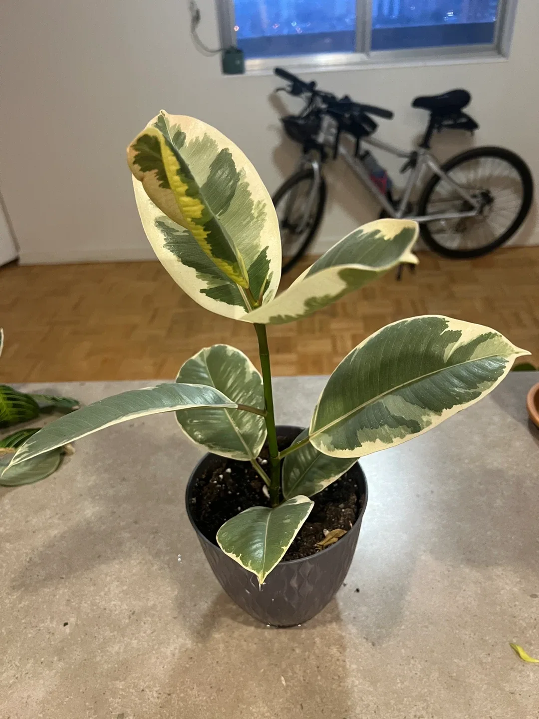 Ficus Elastica Variegata Plant