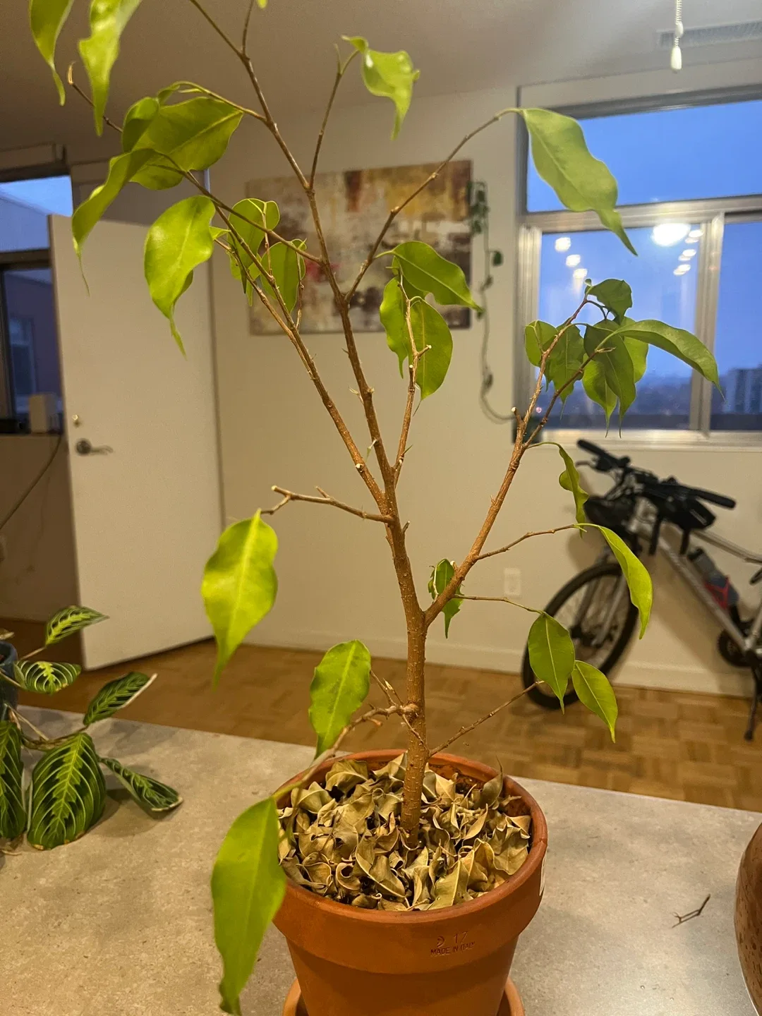 Potted Ficus Plant