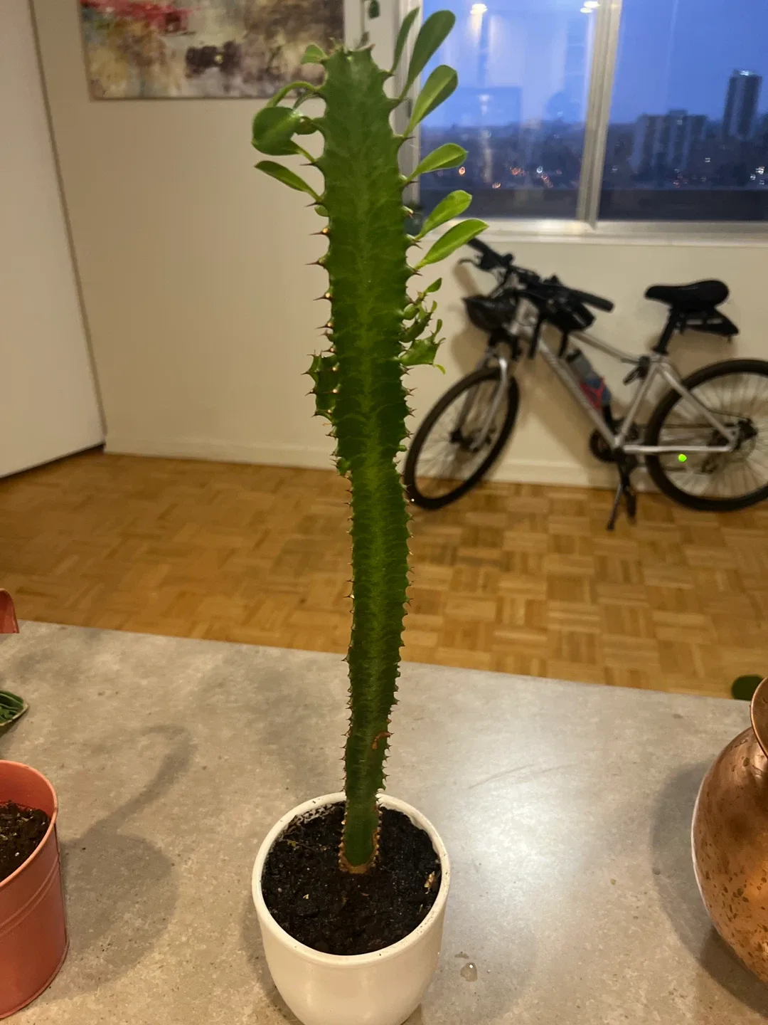 Cactus in White Pot image indicator(2)