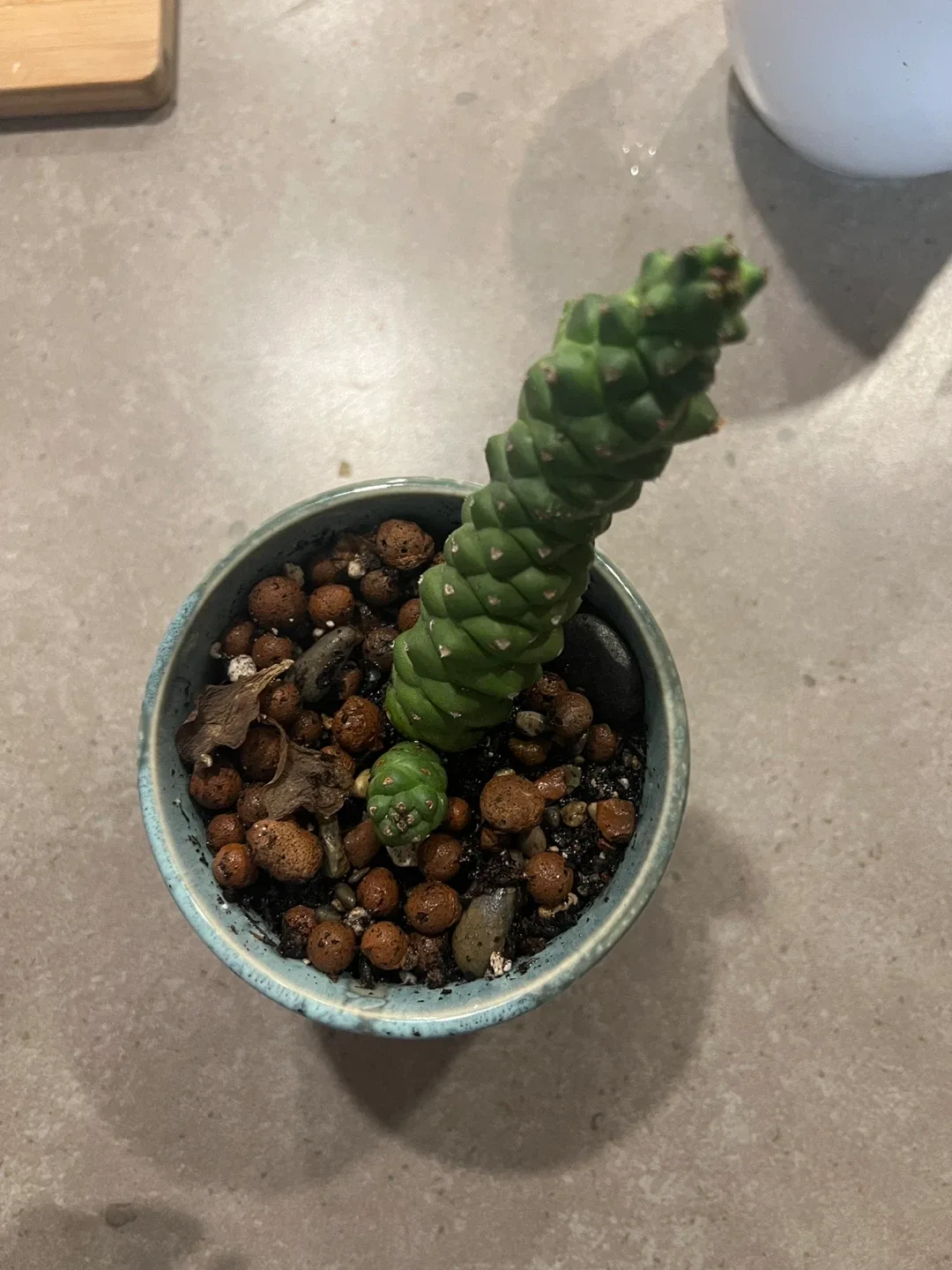 Cactus in Blue Ceramic Pot