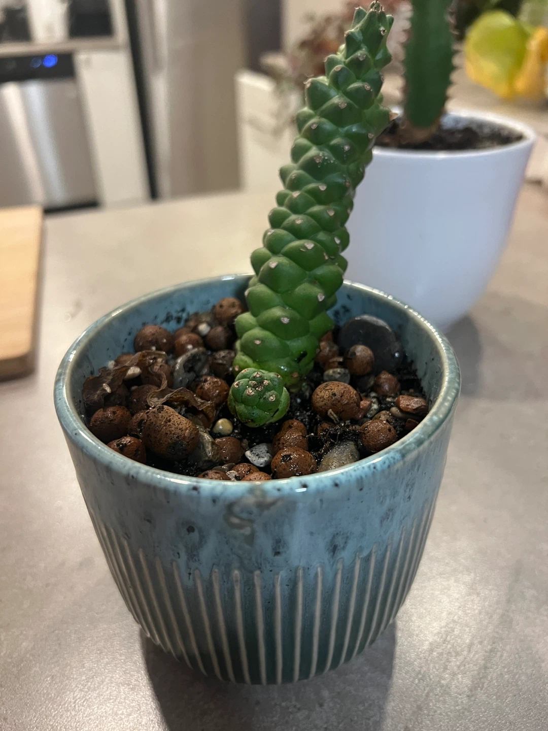 Cactus in Blue Ceramic Pot - photo 2