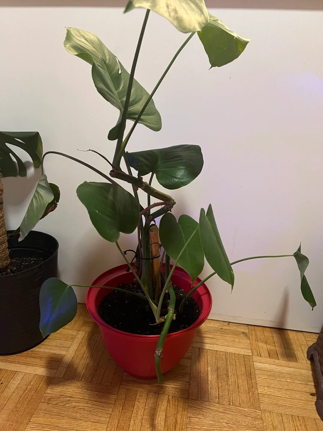 Monstera plant in red pot