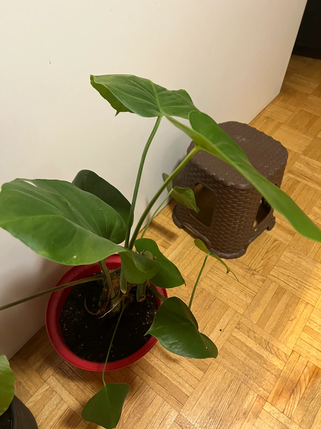Monstera plant in red pot - photo 2