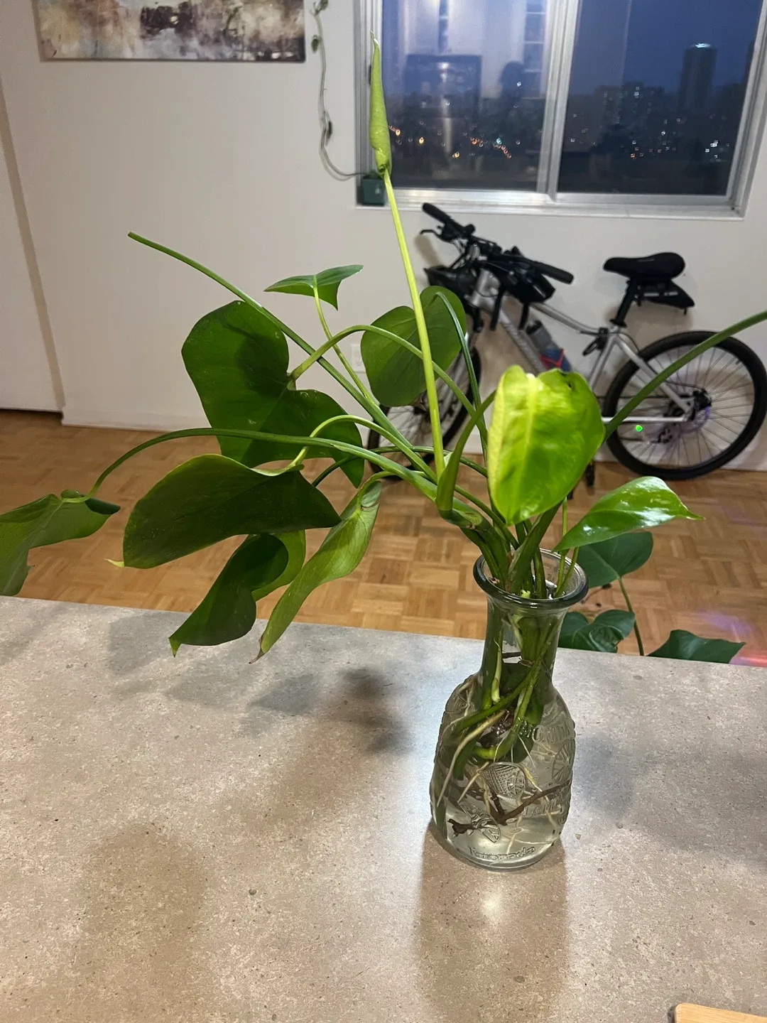 Monstera Plant in Glass Vase