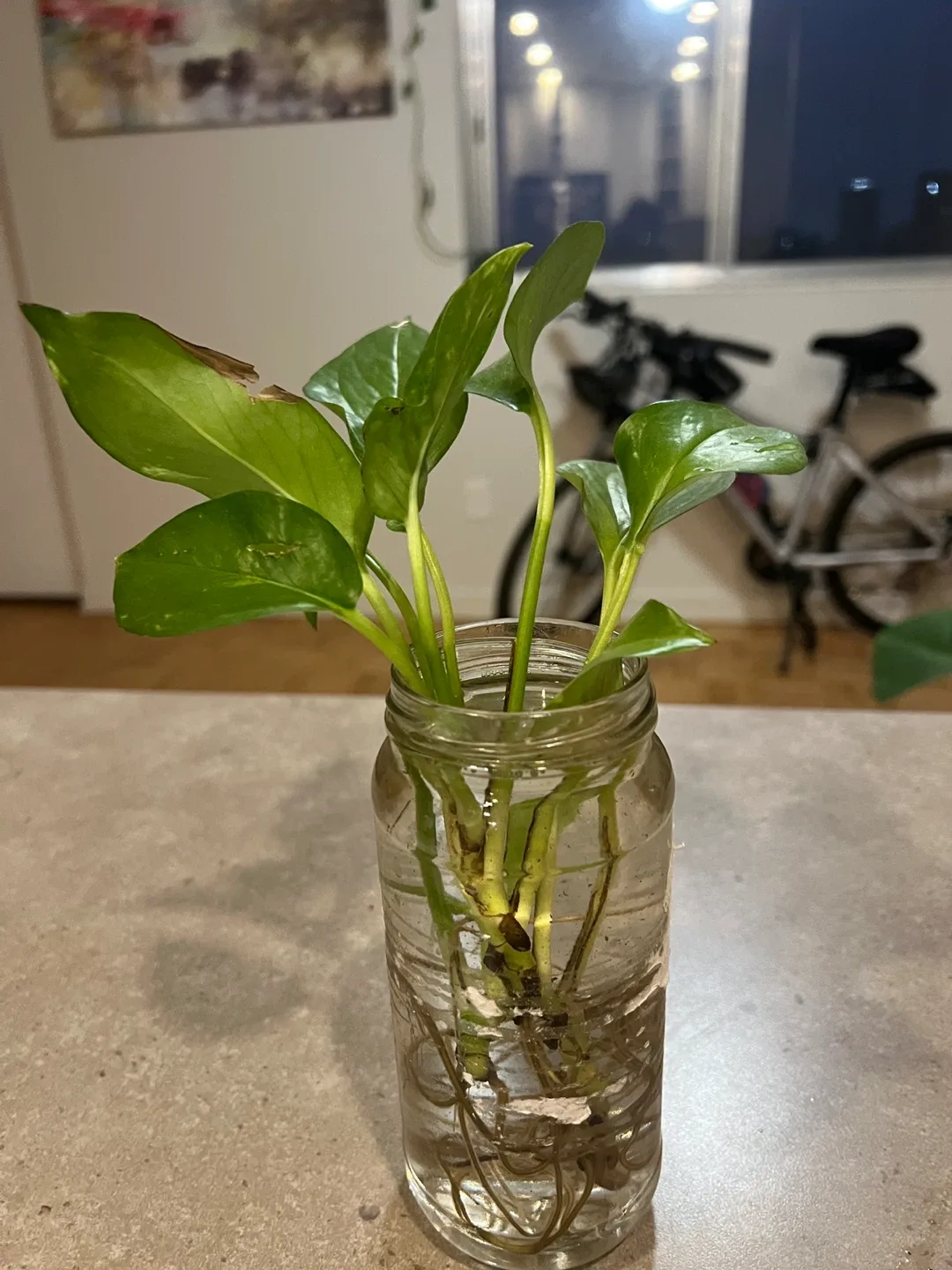 Pothos plant cutting in glass jar image indicator(2)