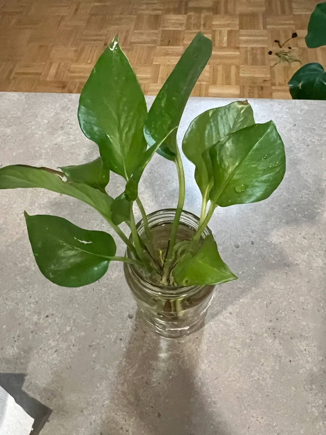 Pothos plant cutting in glass jar