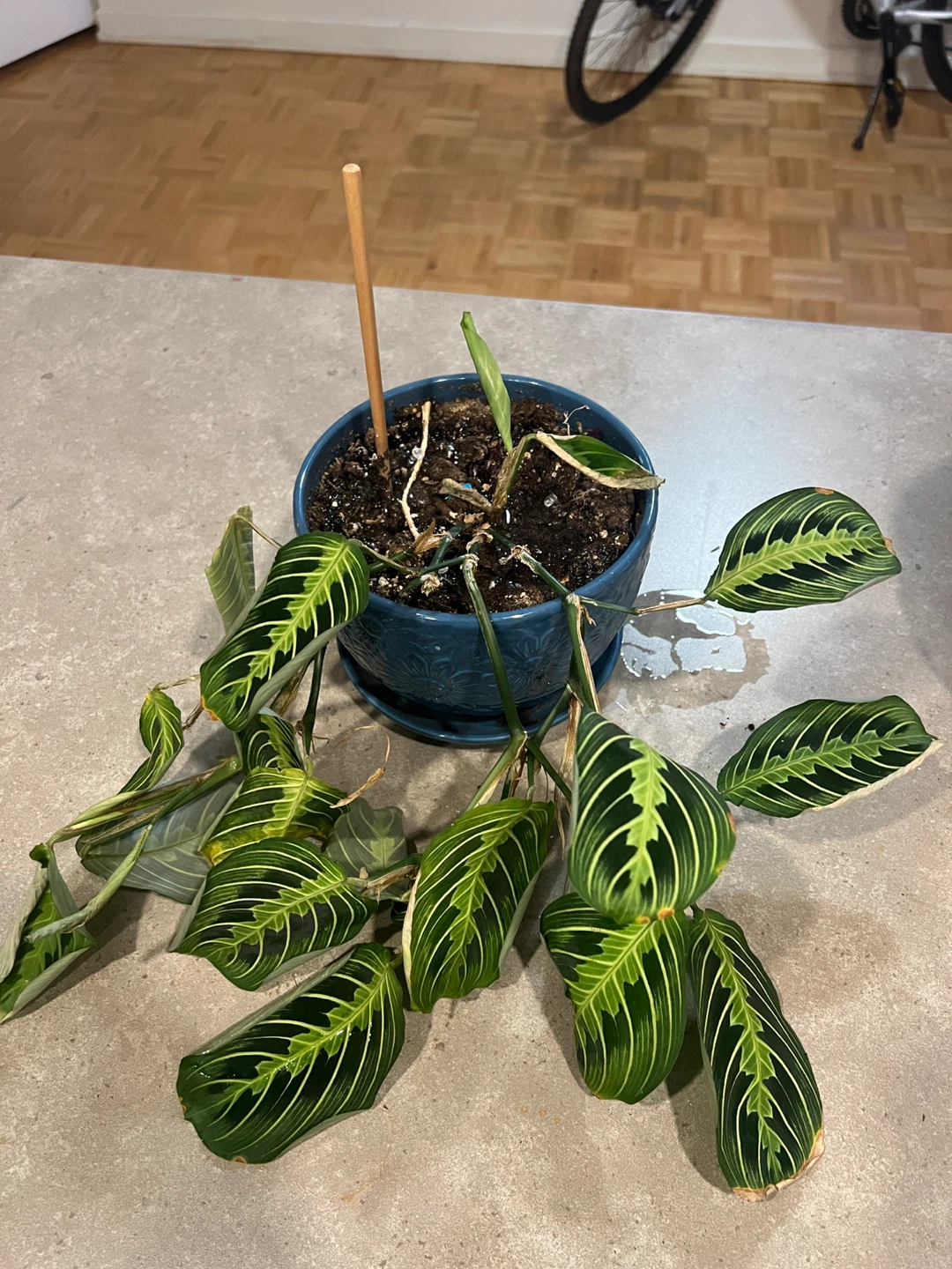 Prayer plant - photo 2