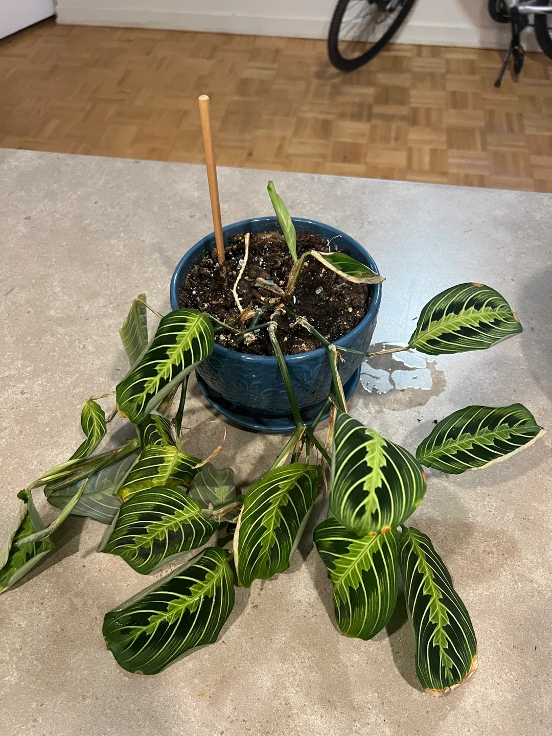 Prayer plant image indicator(2)
