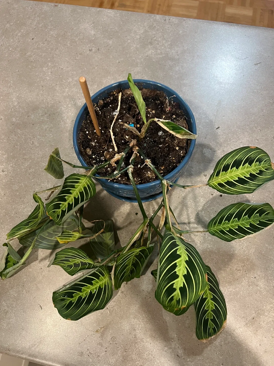 Prayer plant