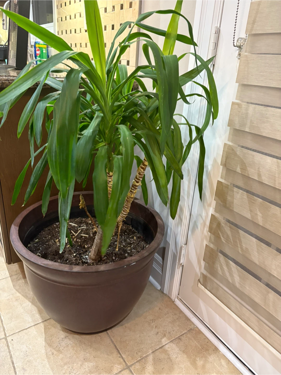 Potted Yucca Plant - photo 2