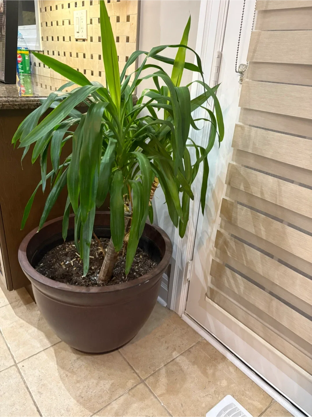 Potted Yucca Plant