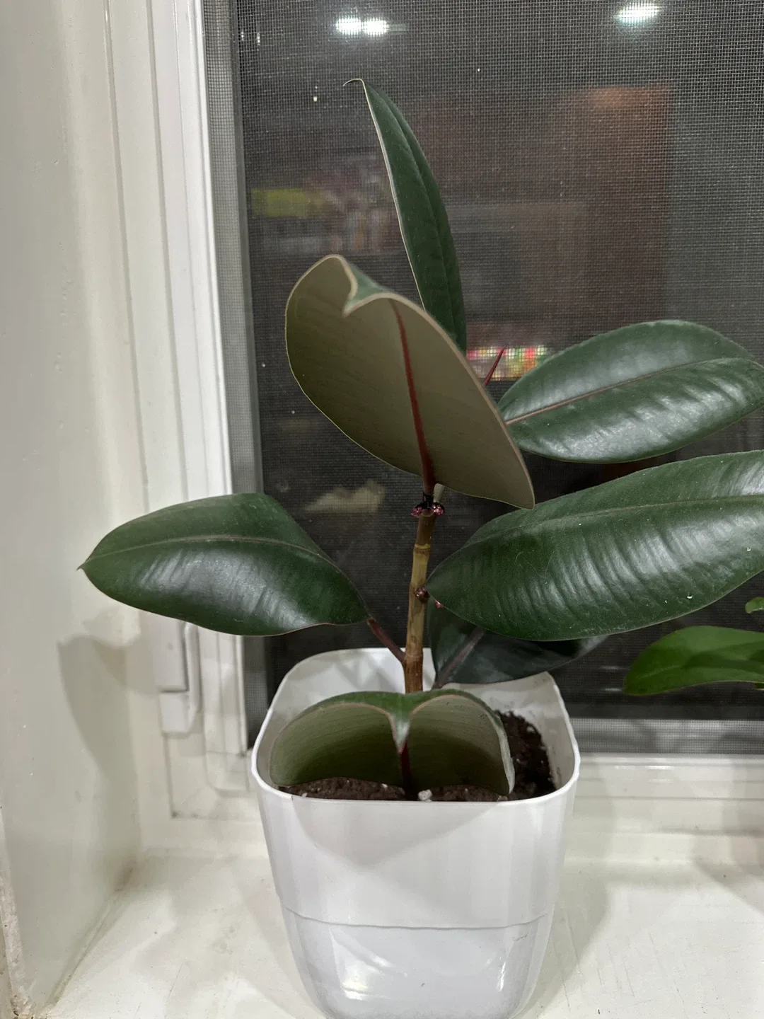Ficus Elastica Plant