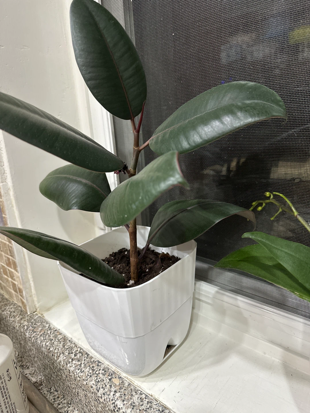 Ficus Elastica Plant - photo 2