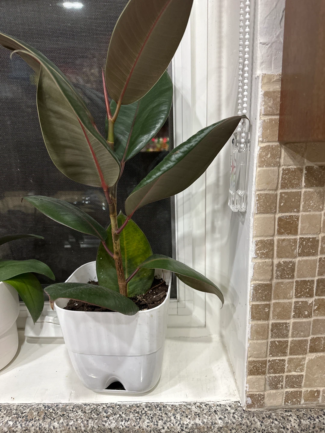 Rubber Plant in White Pot - photo 2