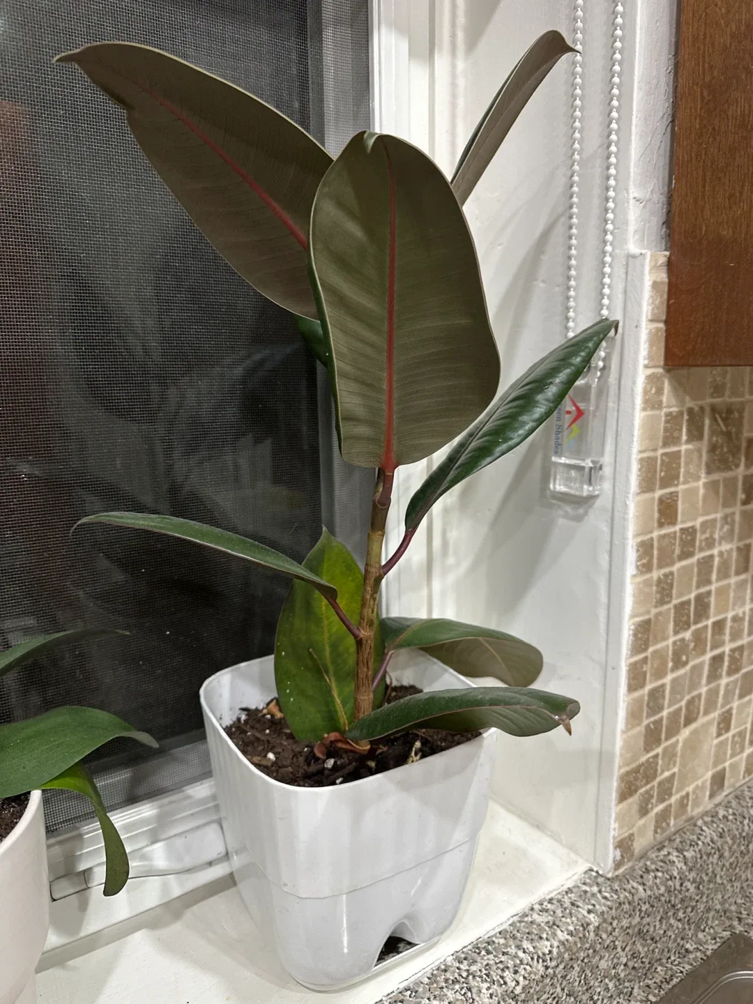 Rubber Plant in White Pot