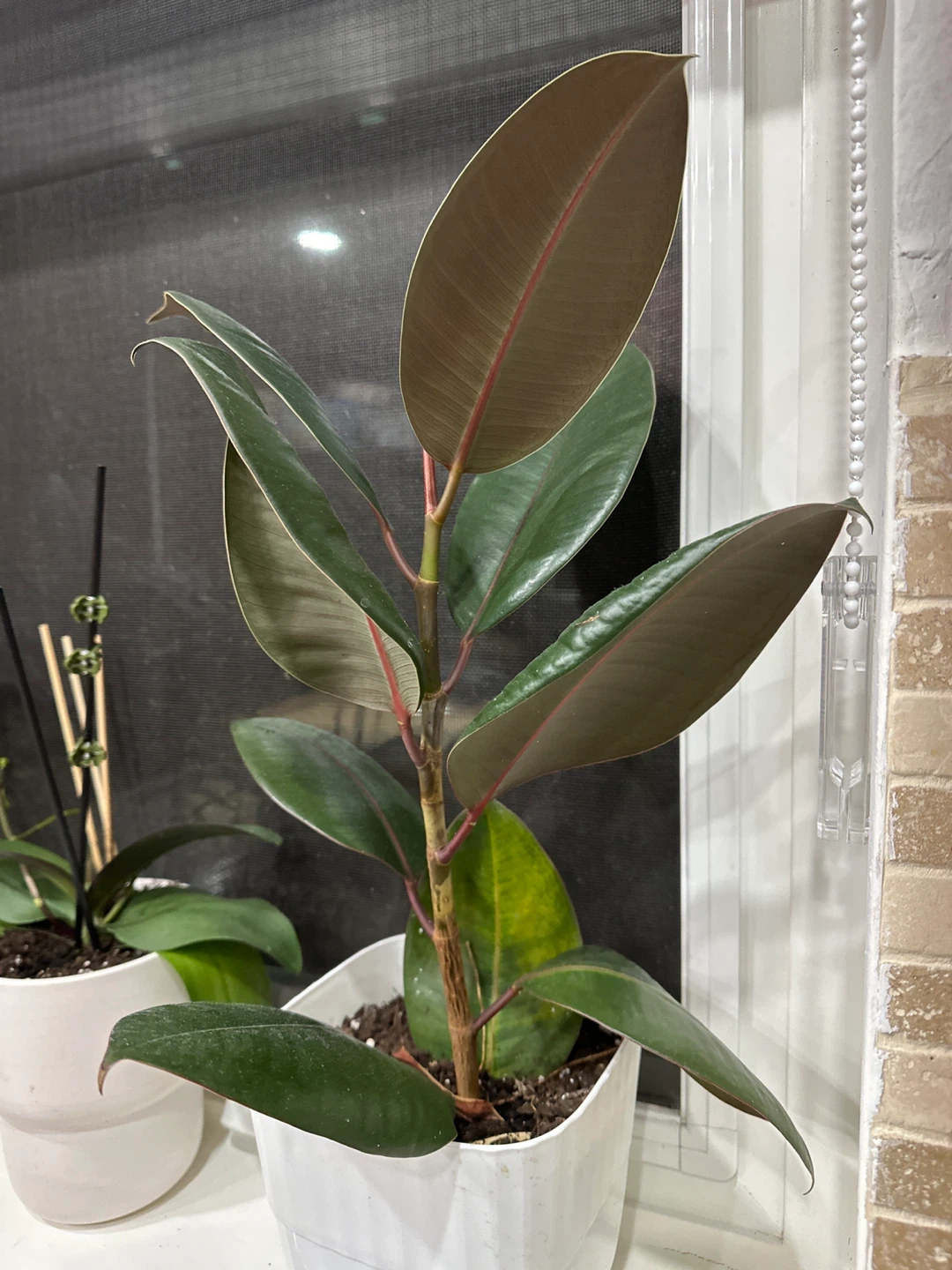 Rubber Plant in White Pot - photo 3