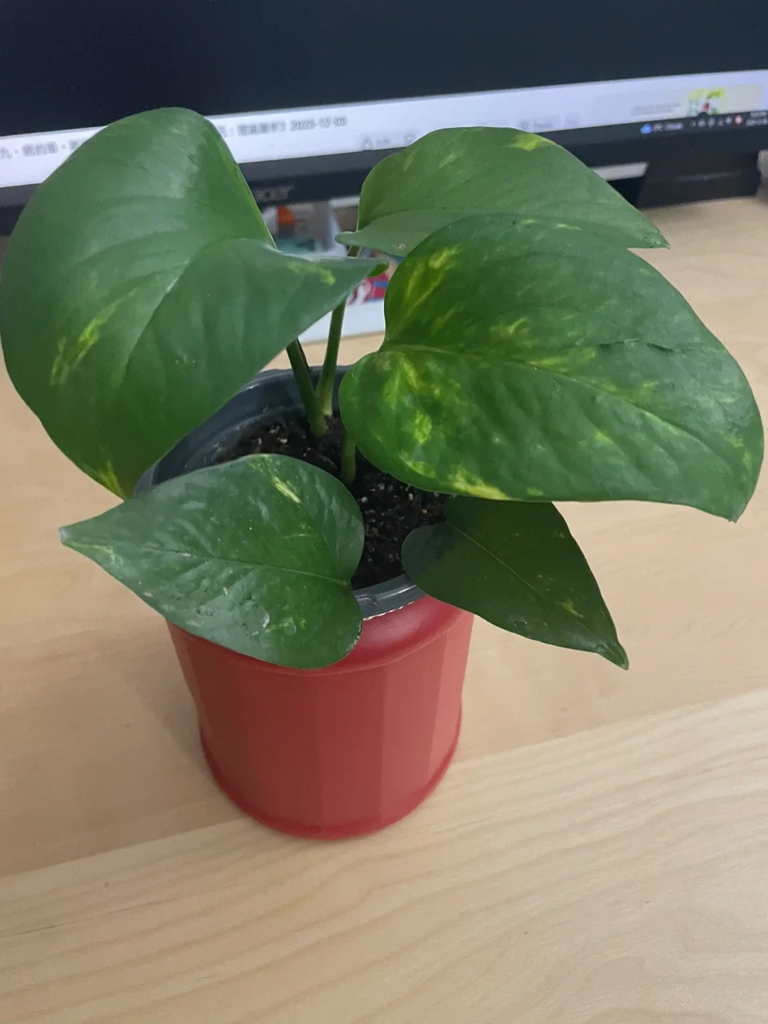Potted Golden Pothos Plant
